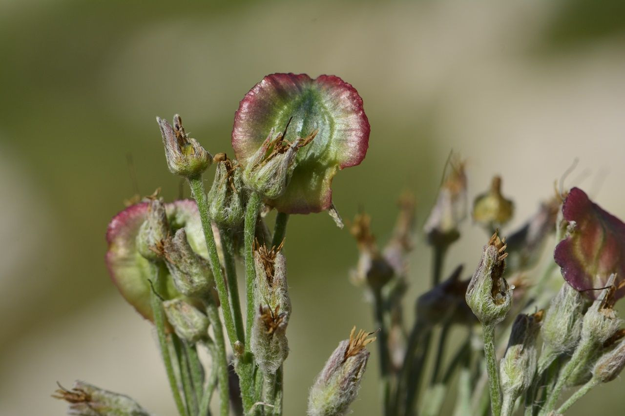 Denizli'de 2200 metrede keşfedildi... - Sayfa 7