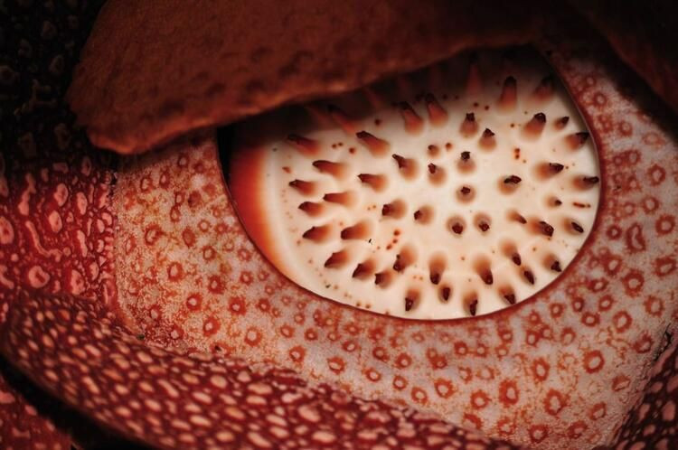 Dev gibi! Dünyada ondan büyüğü yok... - Sayfa 10