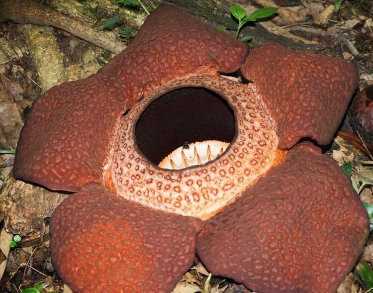 Dev gibi! Dünyada ondan büyüğü yok... - Sayfa 6