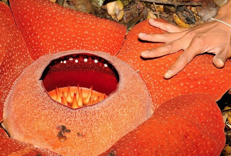 Dev gibi! Dünyada ondan büyüğü yok... - Sayfa 7