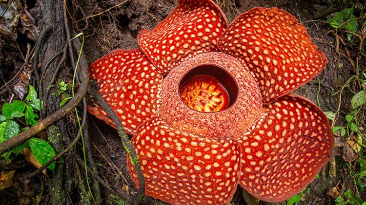 Dev gibi! Dünyada ondan büyüğü yok... - Sayfa 8