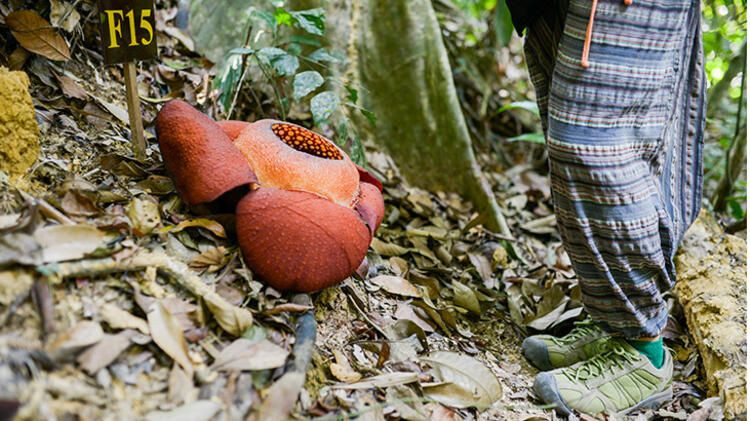 Dev gibi! Dünyada ondan büyüğü yok... - Sayfa 9