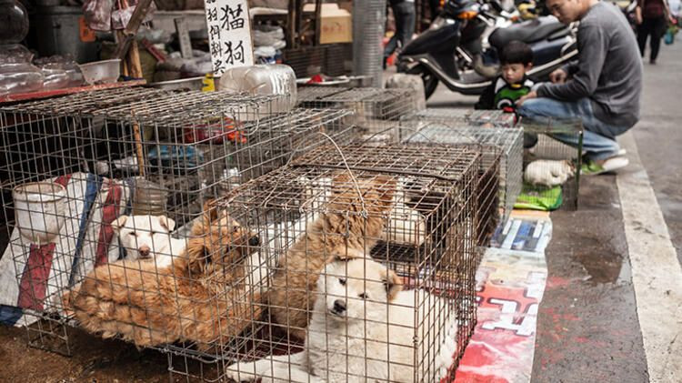 Ölümcül salgın buradan yayıldı - Sayfa 9