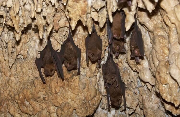 Deneyde kullanılan yarasa araştırmacıya saldırdı! - Sayfa 11