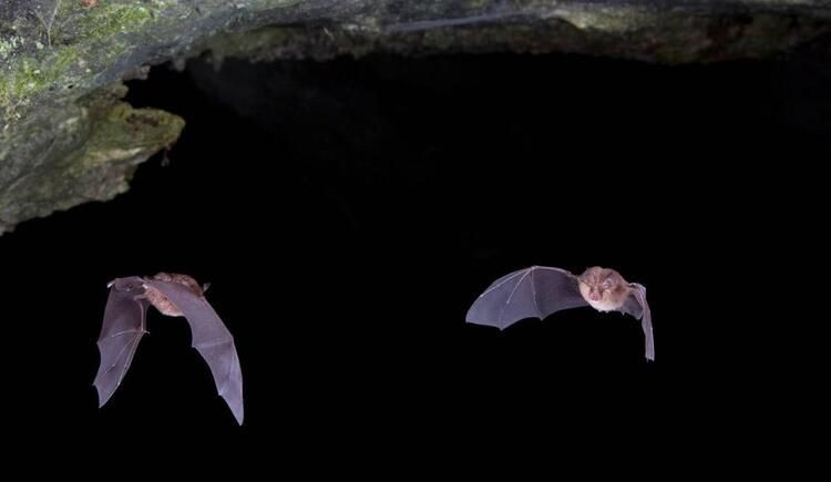 Deneyde kullanılan yarasa araştırmacıya saldırdı! - Sayfa 8