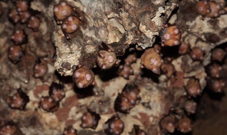 Deneyde kullanılan yarasa araştırmacıya saldırdı! - Sayfa 9