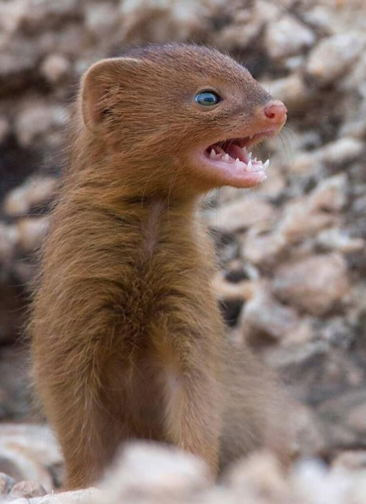 Bir ısırık 66 ameliyat! Hayatı karardı... - Sayfa 12