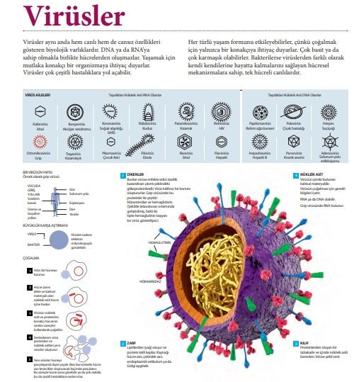 Koronavirüs'le ilgili bilmeniz gerekenler... - Sayfa 20