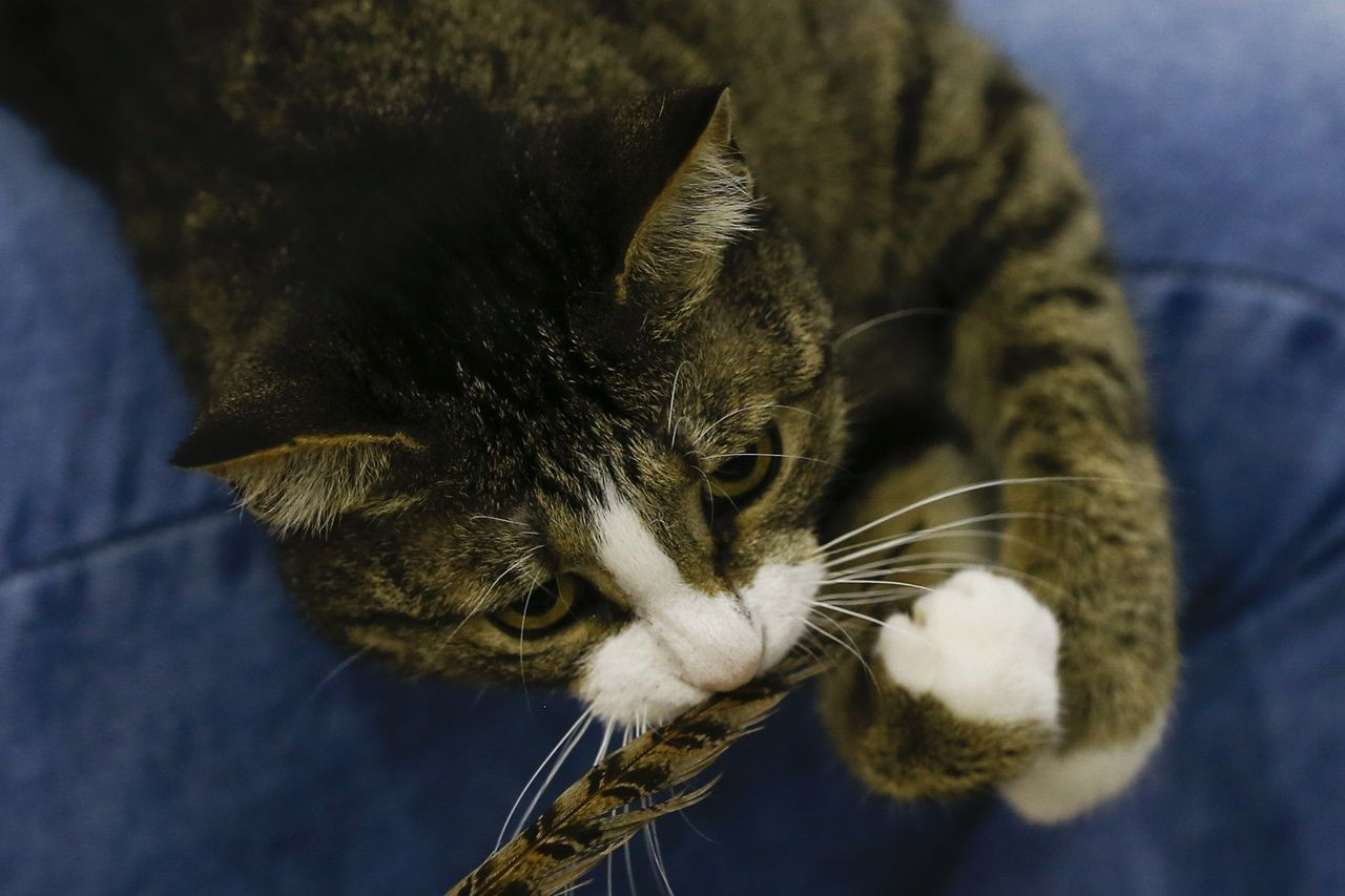 Binlerce kedi bu fuarda buluştu... - Sayfa 5