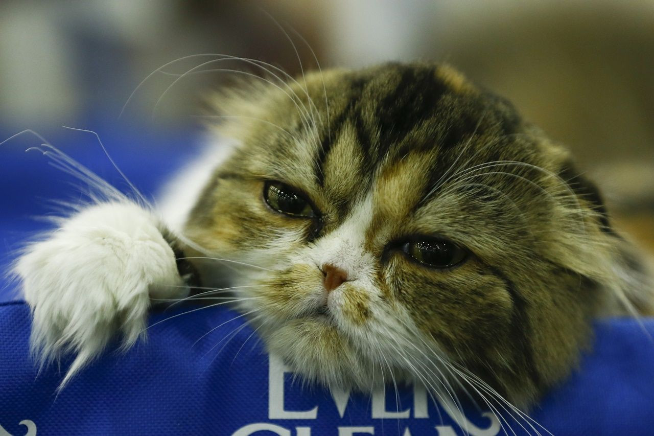 Binlerce kedi bu fuarda buluştu... - Sayfa 8