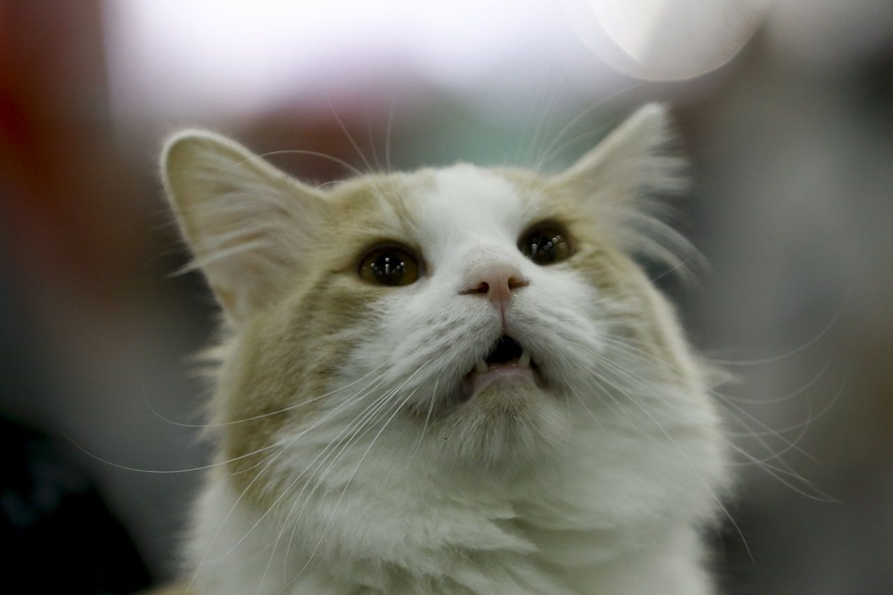 Binlerce kedi bu fuarda buluştu... - Sayfa 11