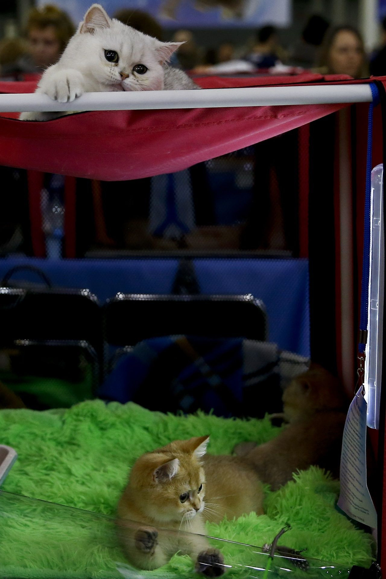 Binlerce kedi bu fuarda buluştu... - Sayfa 15