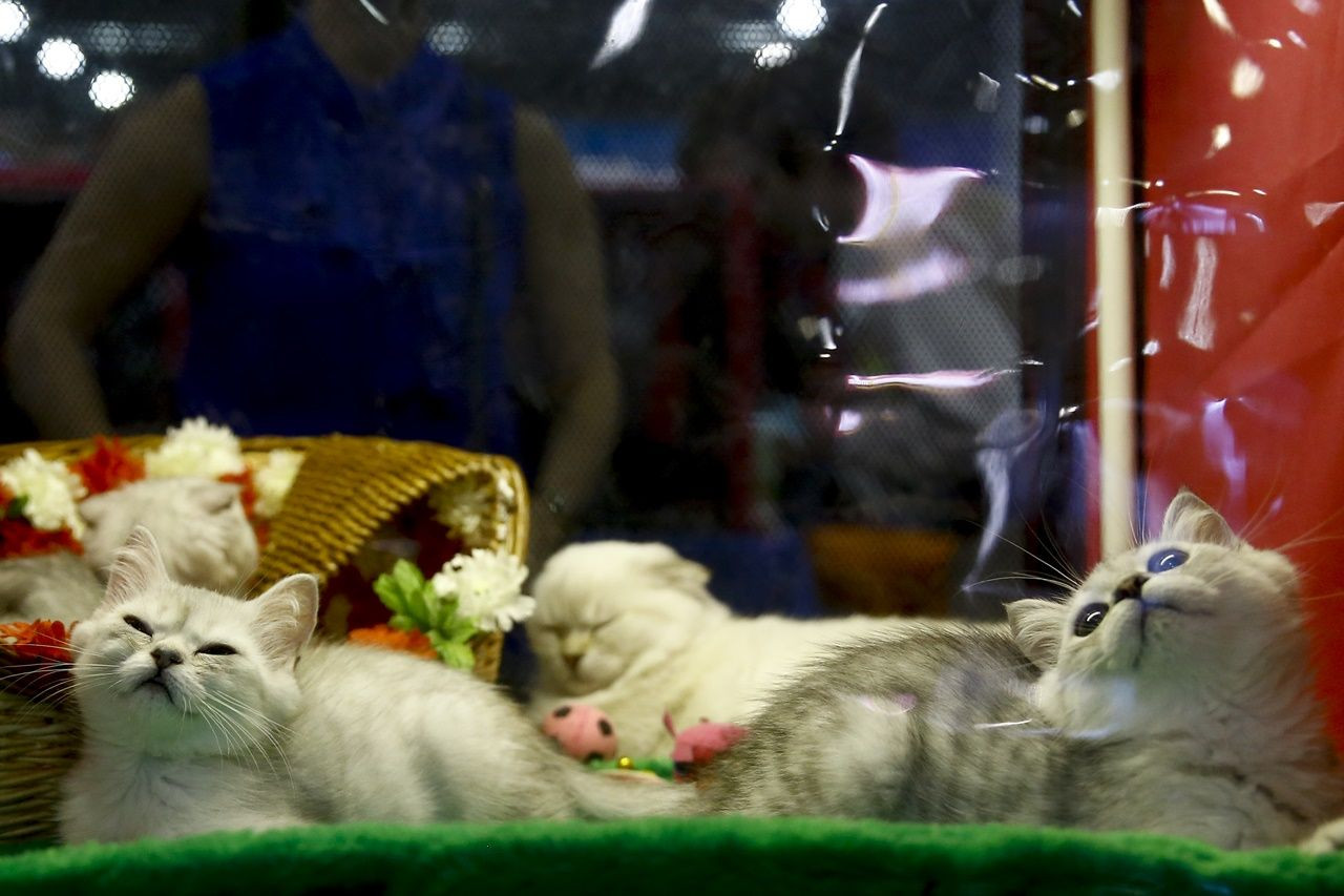 Binlerce kedi bu fuarda buluştu... - Sayfa 19