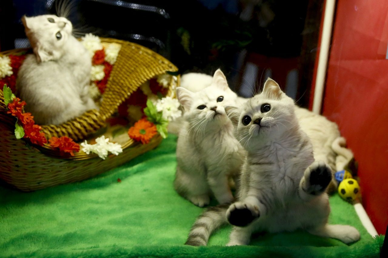 Binlerce kedi bu fuarda buluştu... - Sayfa 20
