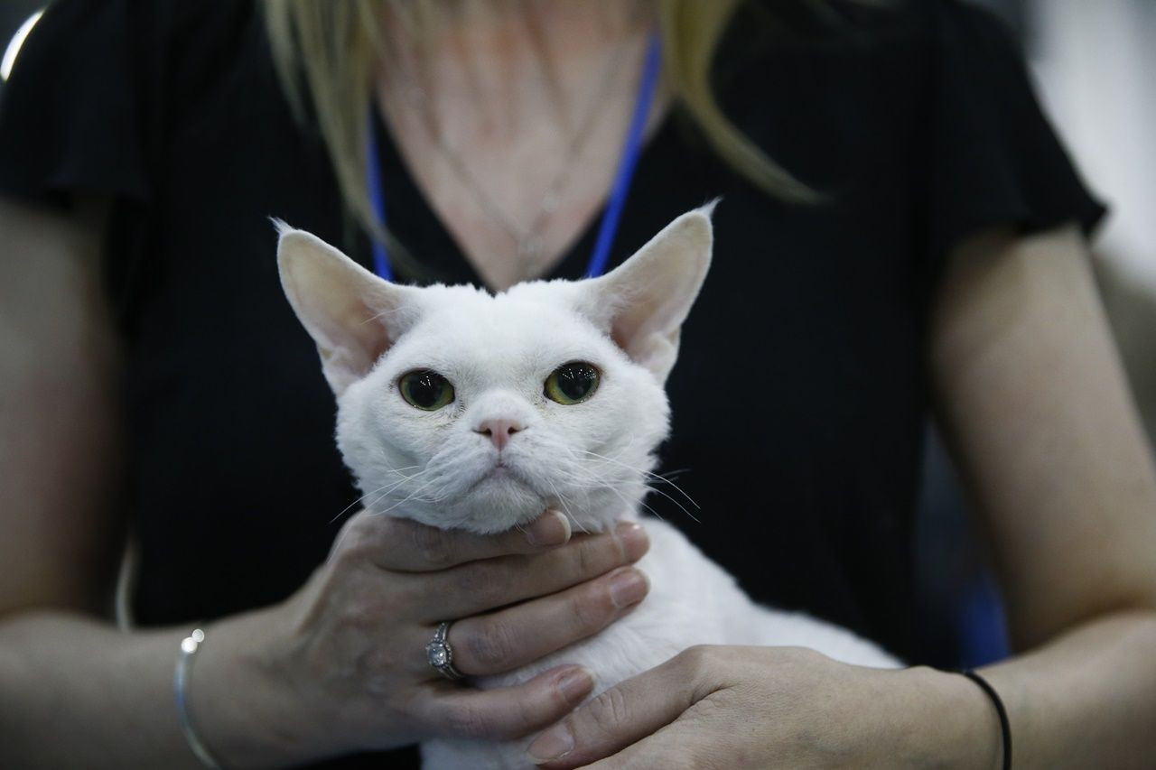 Binlerce kedi bu fuarda buluştu... - Sayfa 21