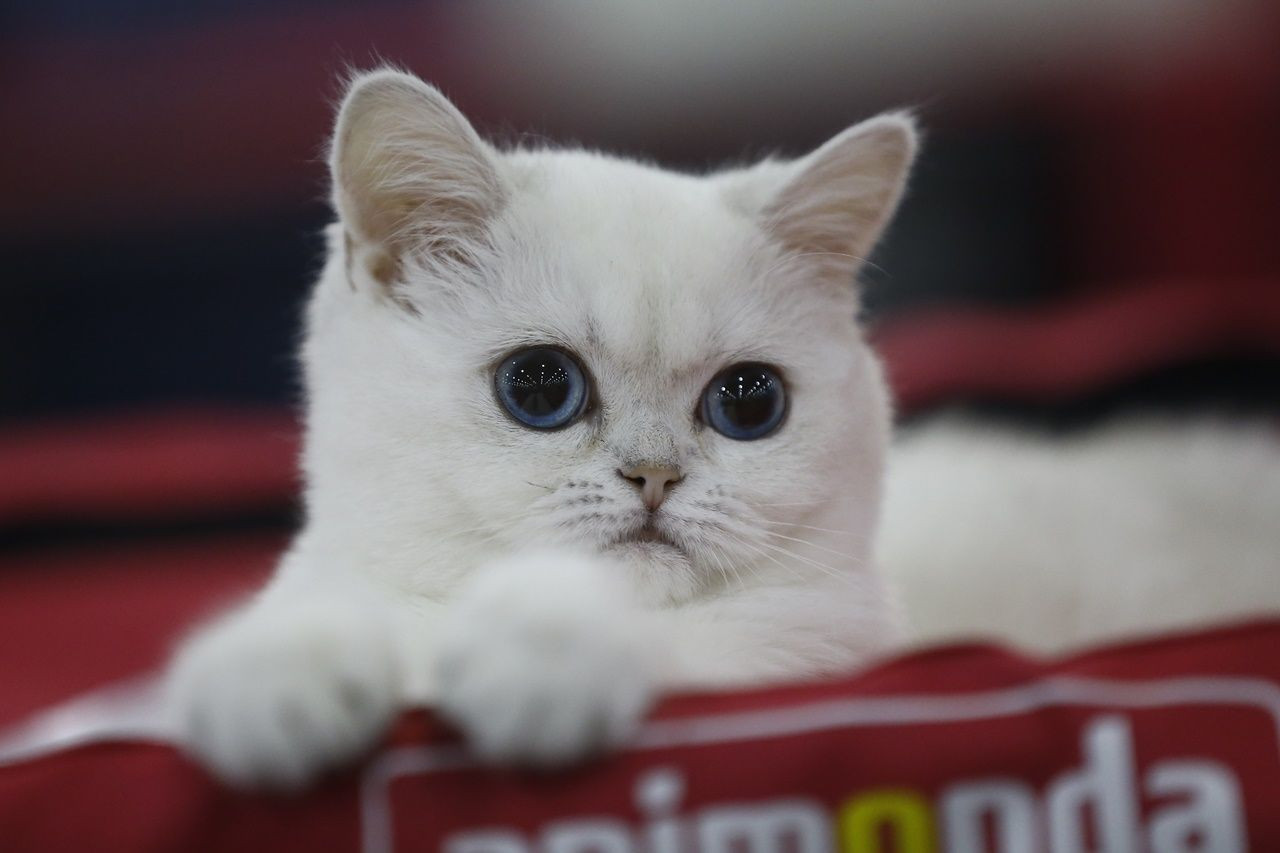 Binlerce kedi bu fuarda buluştu... - Sayfa 22