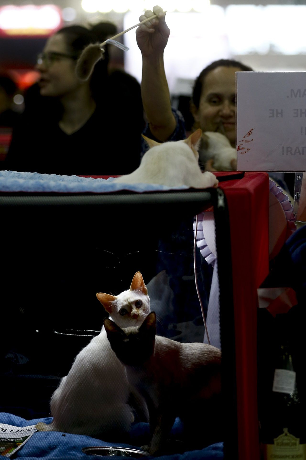 Binlerce kedi bu fuarda buluştu... - Sayfa 23