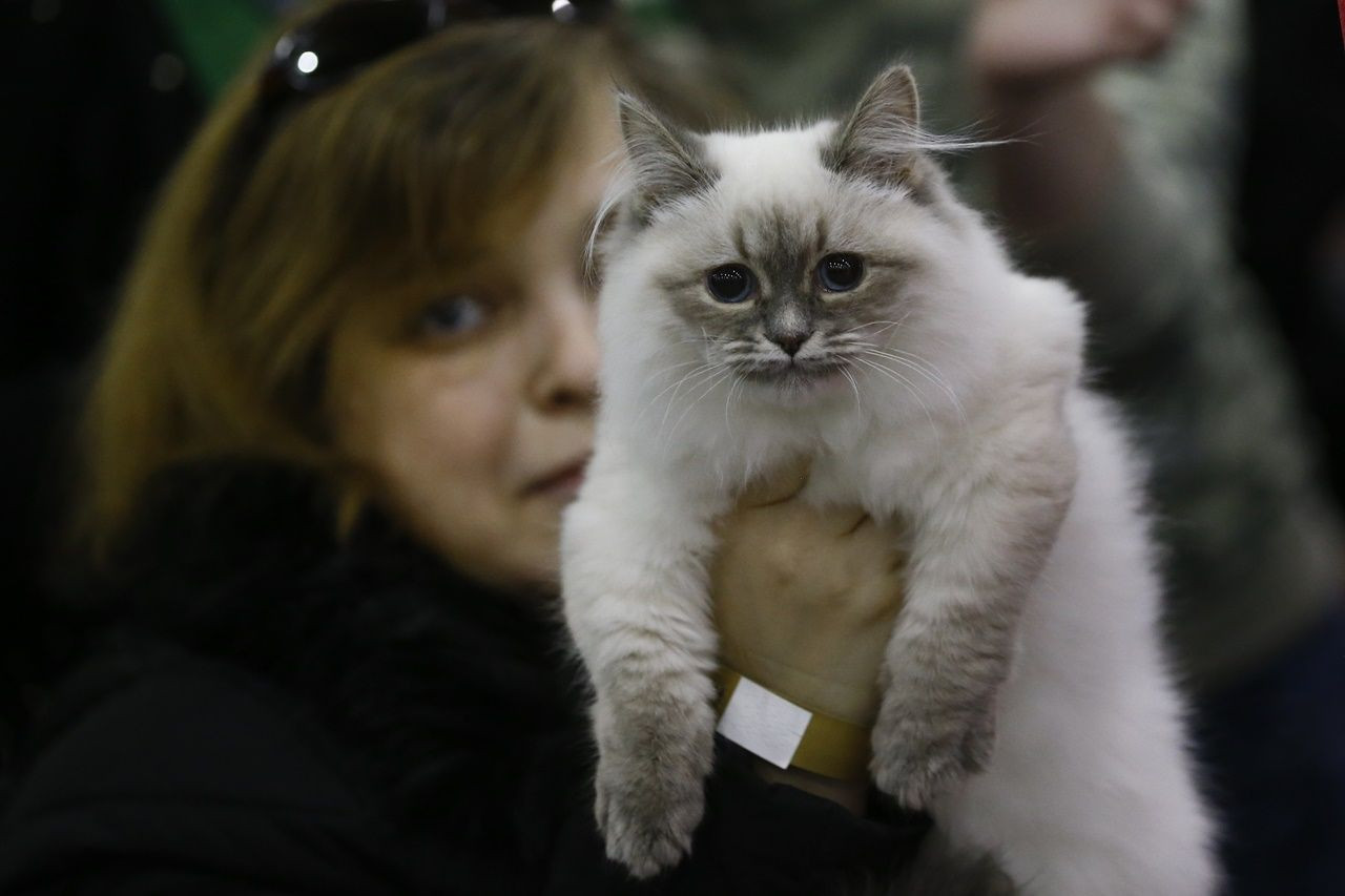 Binlerce kedi bu fuarda buluştu... - Sayfa 24