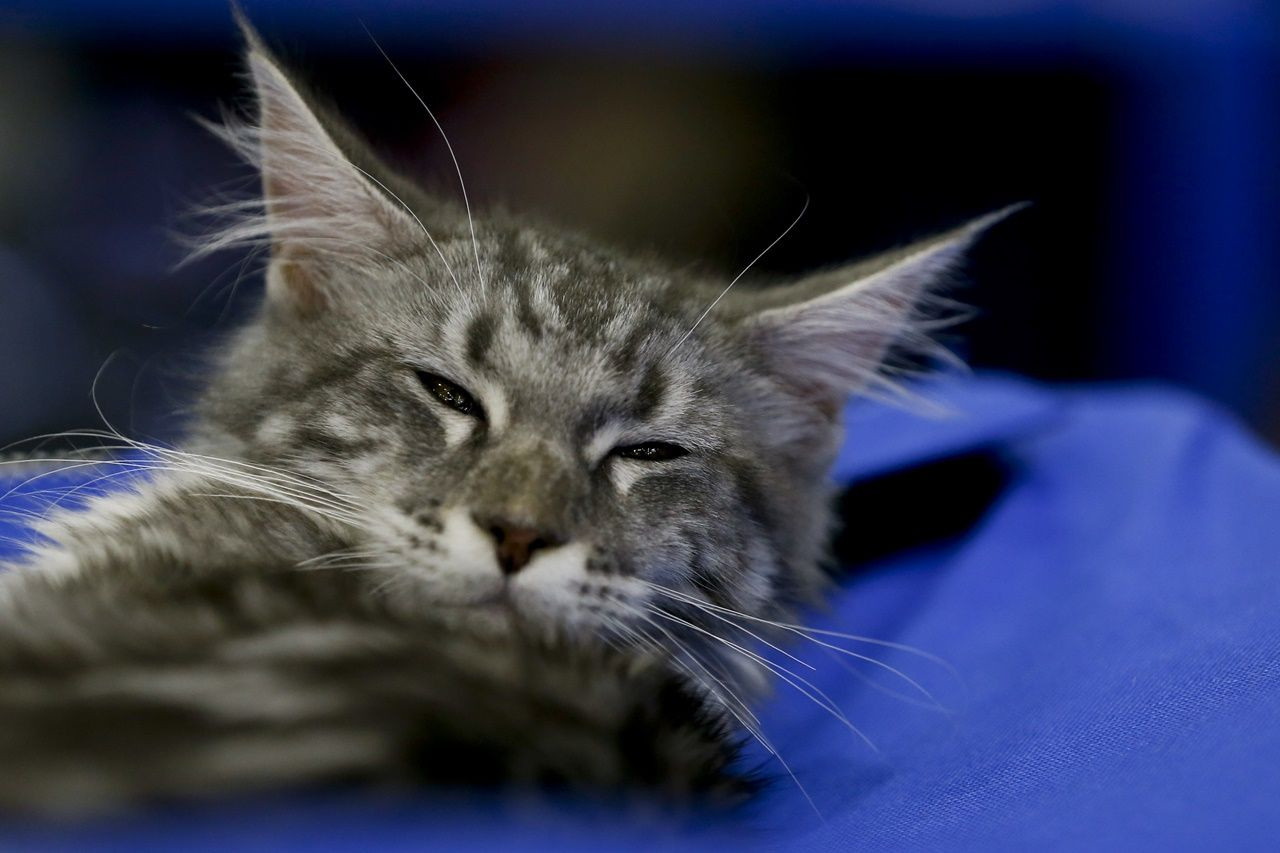 Binlerce kedi bu fuarda buluştu... - Sayfa 25