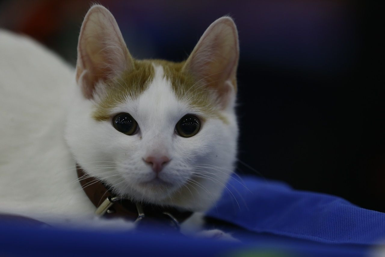 Binlerce kedi bu fuarda buluştu... - Sayfa 28