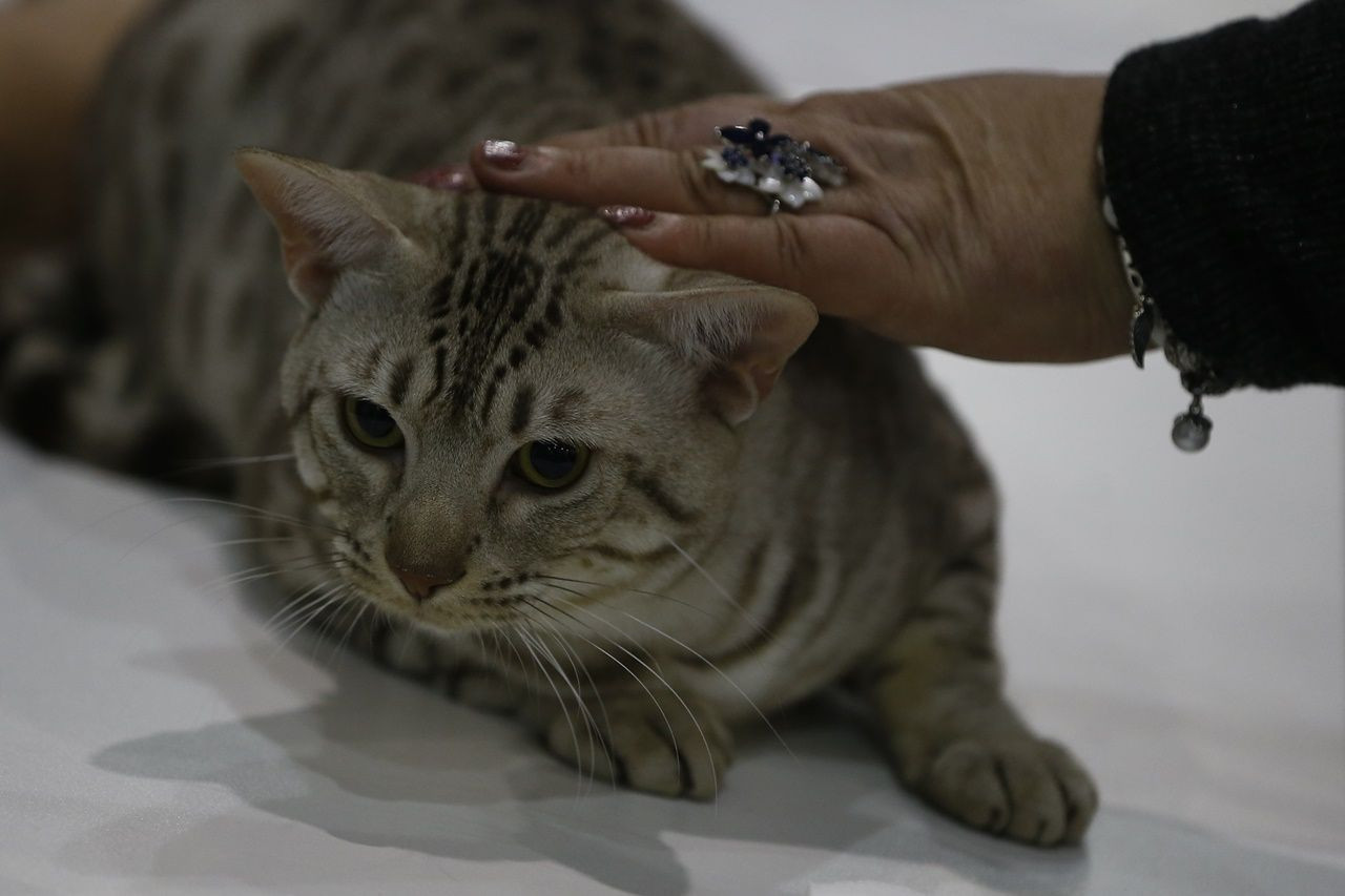 Binlerce kedi bu fuarda buluştu... - Sayfa 29