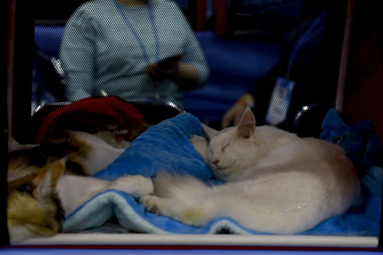 Binlerce kedi bu fuarda buluştu... - Sayfa 30