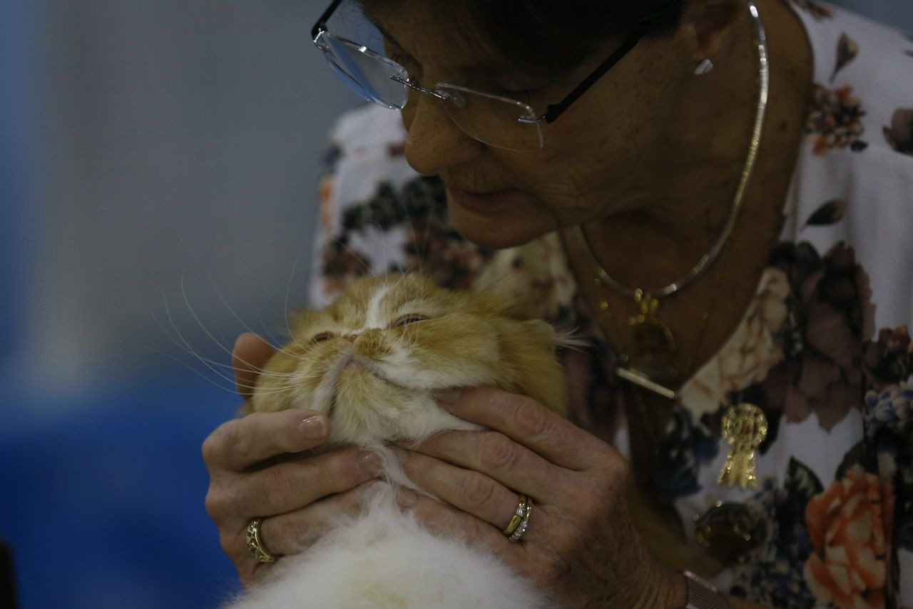 Binlerce kedi bu fuarda buluştu... - Sayfa 31