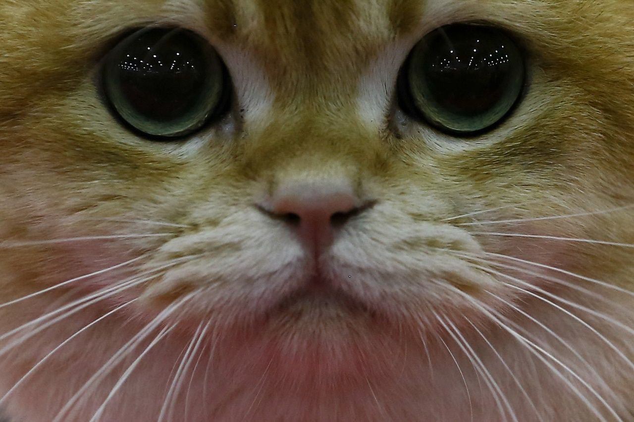 Binlerce kedi bu fuarda buluştu... - Sayfa 32