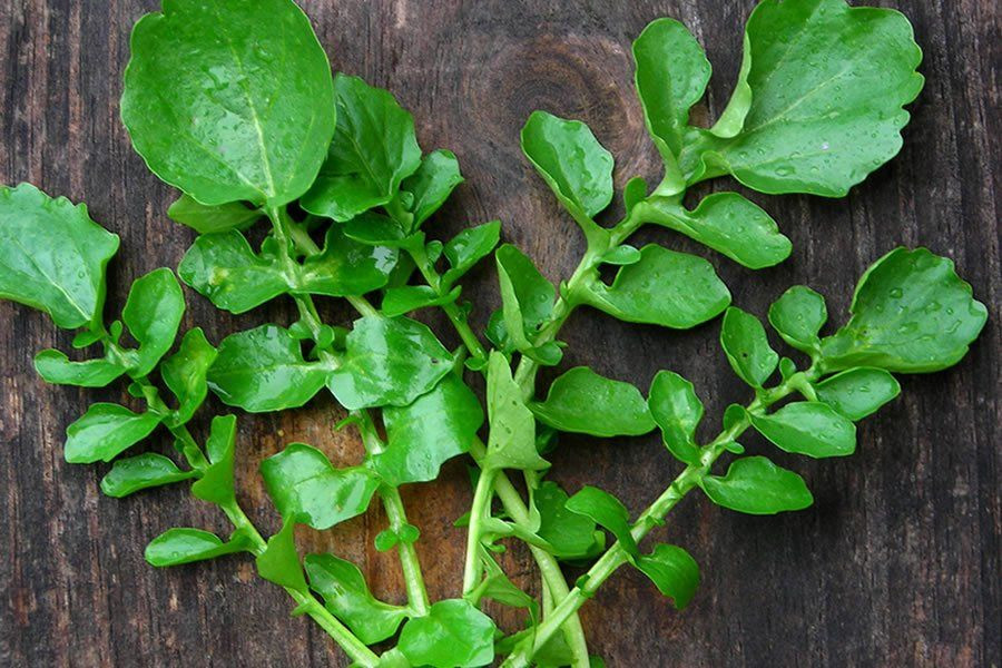 Bağışıklık sistemini güçlendiren besinler - Sayfa 8