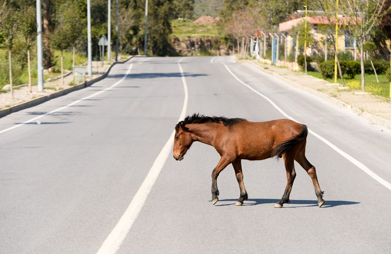 El ayak çekilince atlar parklara indi! - Sayfa 7