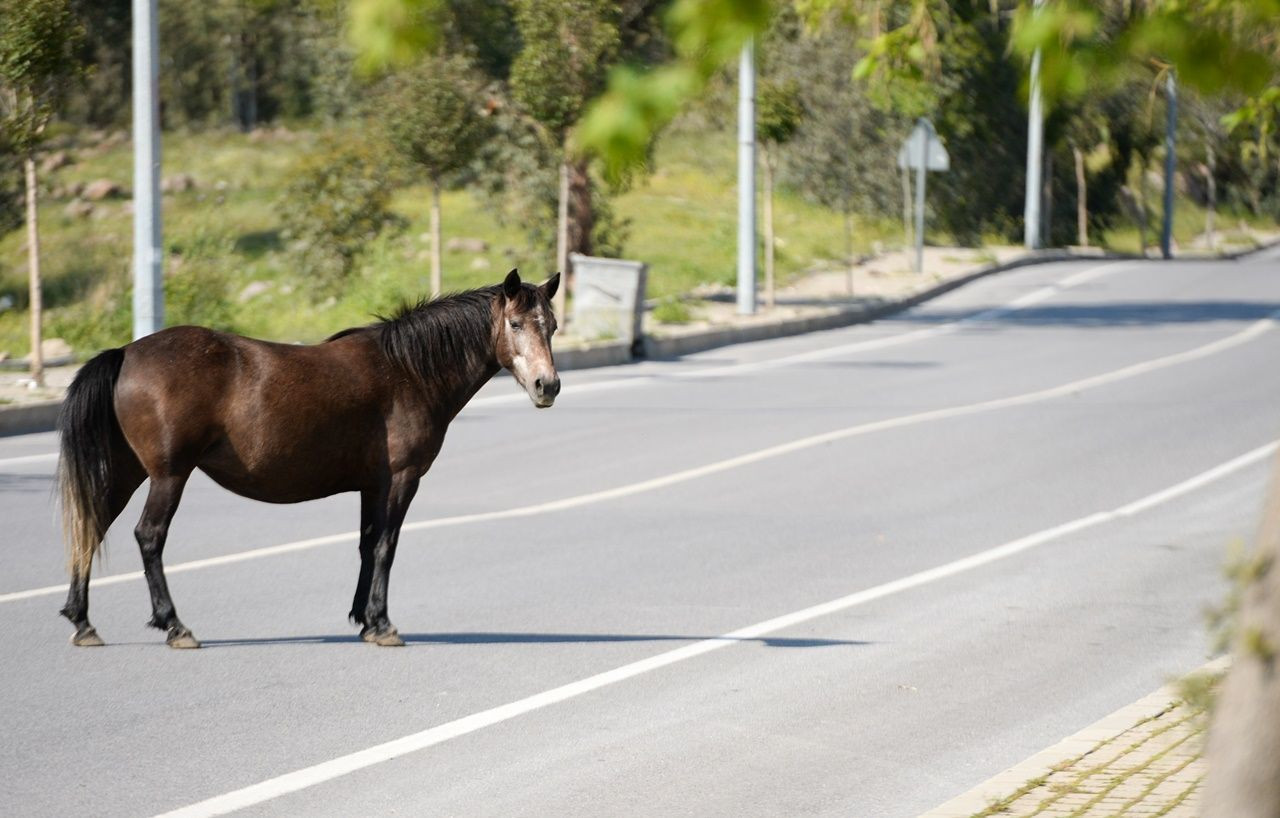 El ayak çekilince atlar parklara indi! - Sayfa 9
