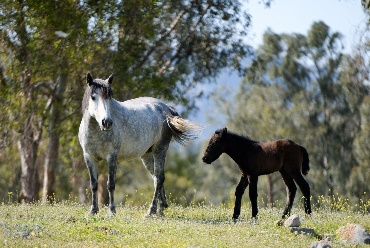 El ayak çekilince atlar parklara indi! - Sayfa 11