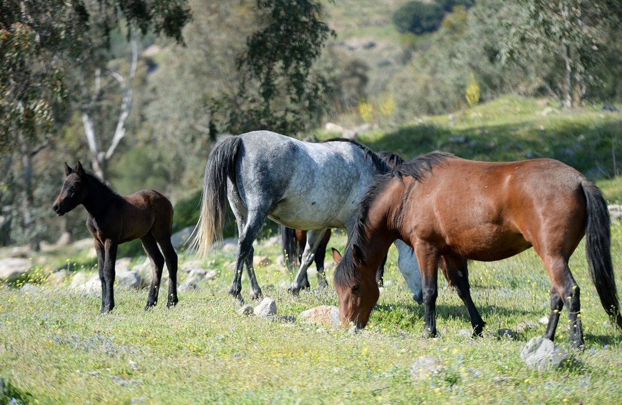 El ayak çekilince atlar parklara indi! - Sayfa 12