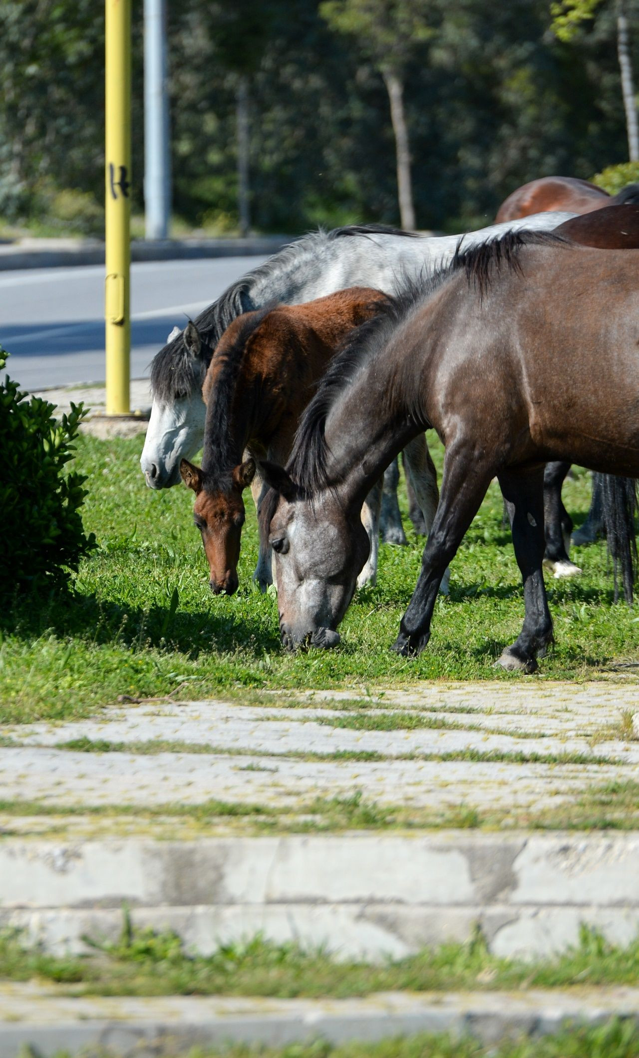 El ayak çekilince atlar parklara indi! - Sayfa 16