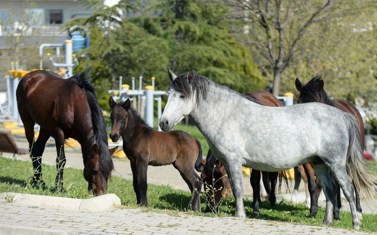 El ayak çekilince atlar parklara indi! - Sayfa 17