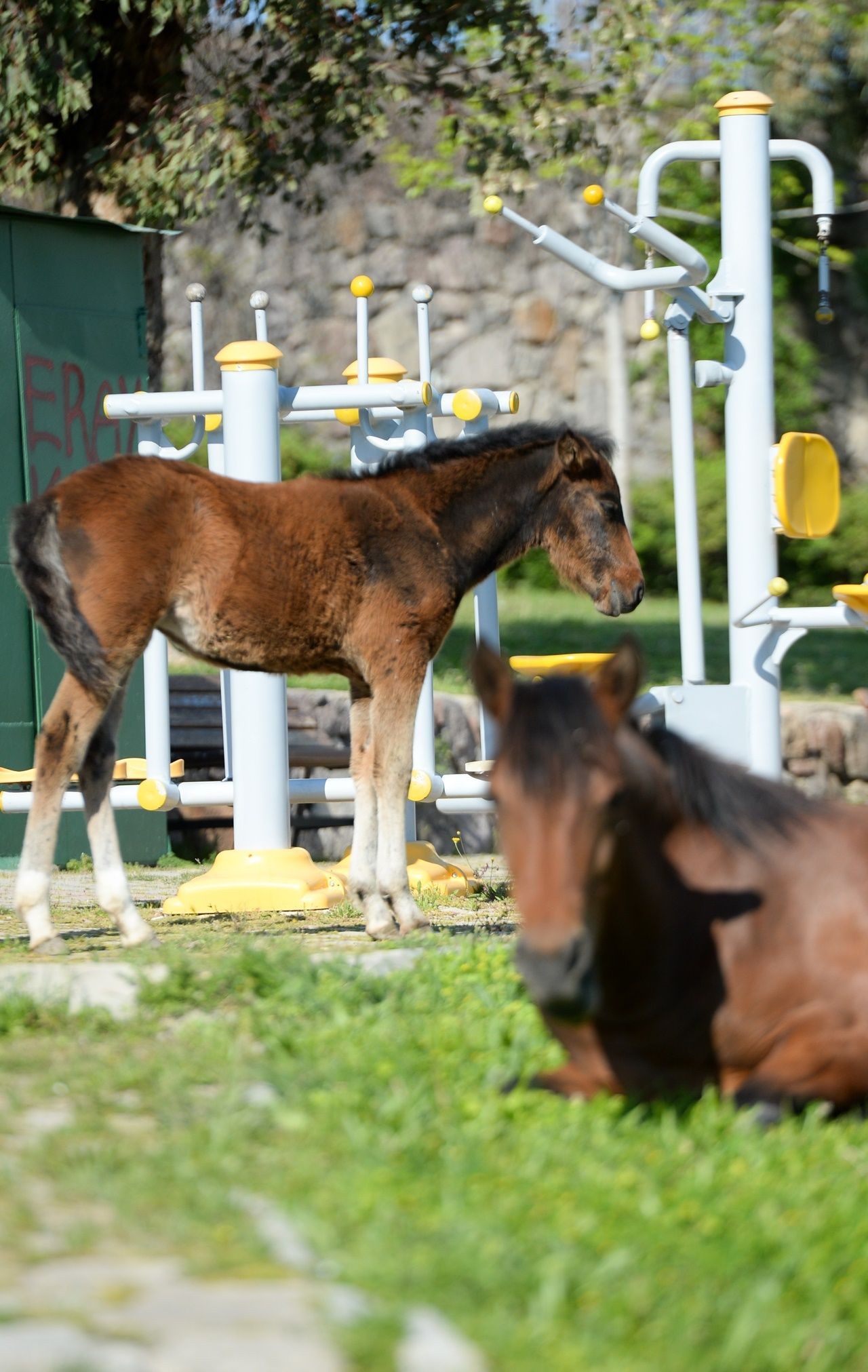 El ayak çekilince atlar parklara indi! - Sayfa 20