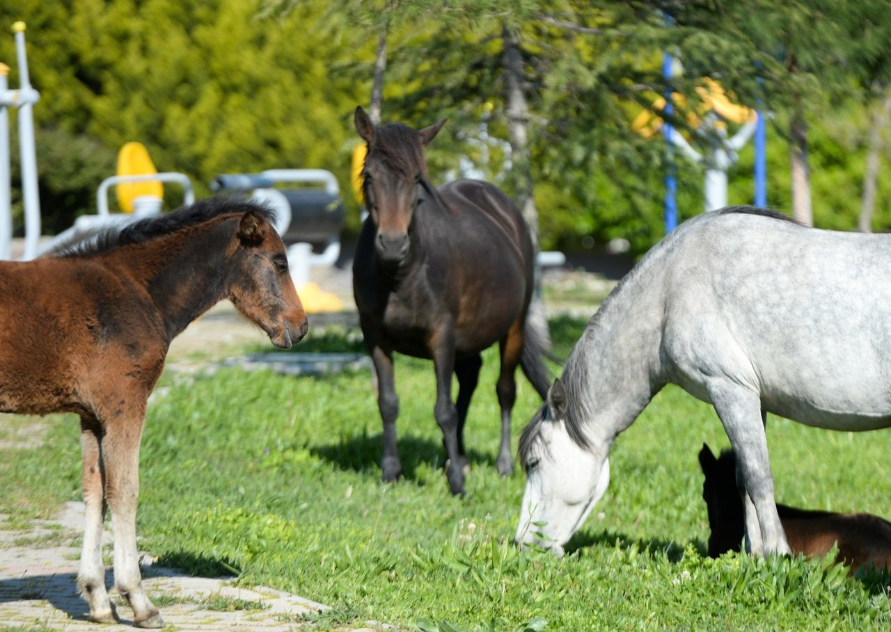 El ayak çekilince atlar parklara indi! - Sayfa 21