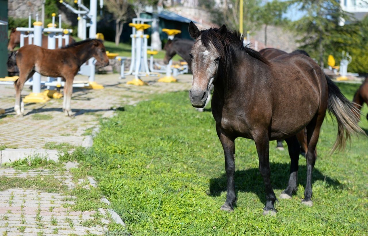 El ayak çekilince atlar parklara indi! - Sayfa 22