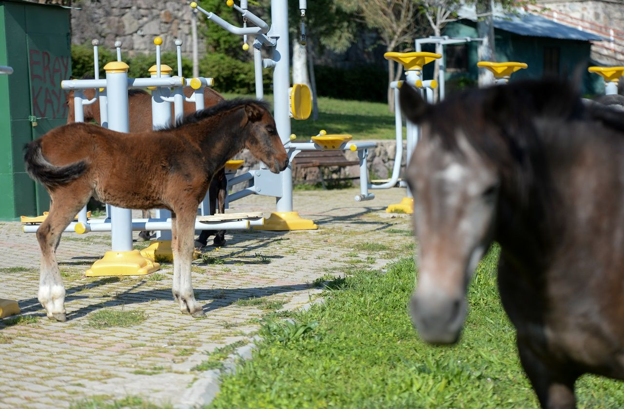 El ayak çekilince atlar parklara indi! - Sayfa 23