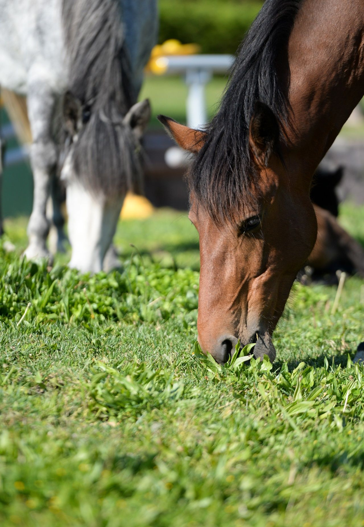 El ayak çekilince atlar parklara indi! - Sayfa 24