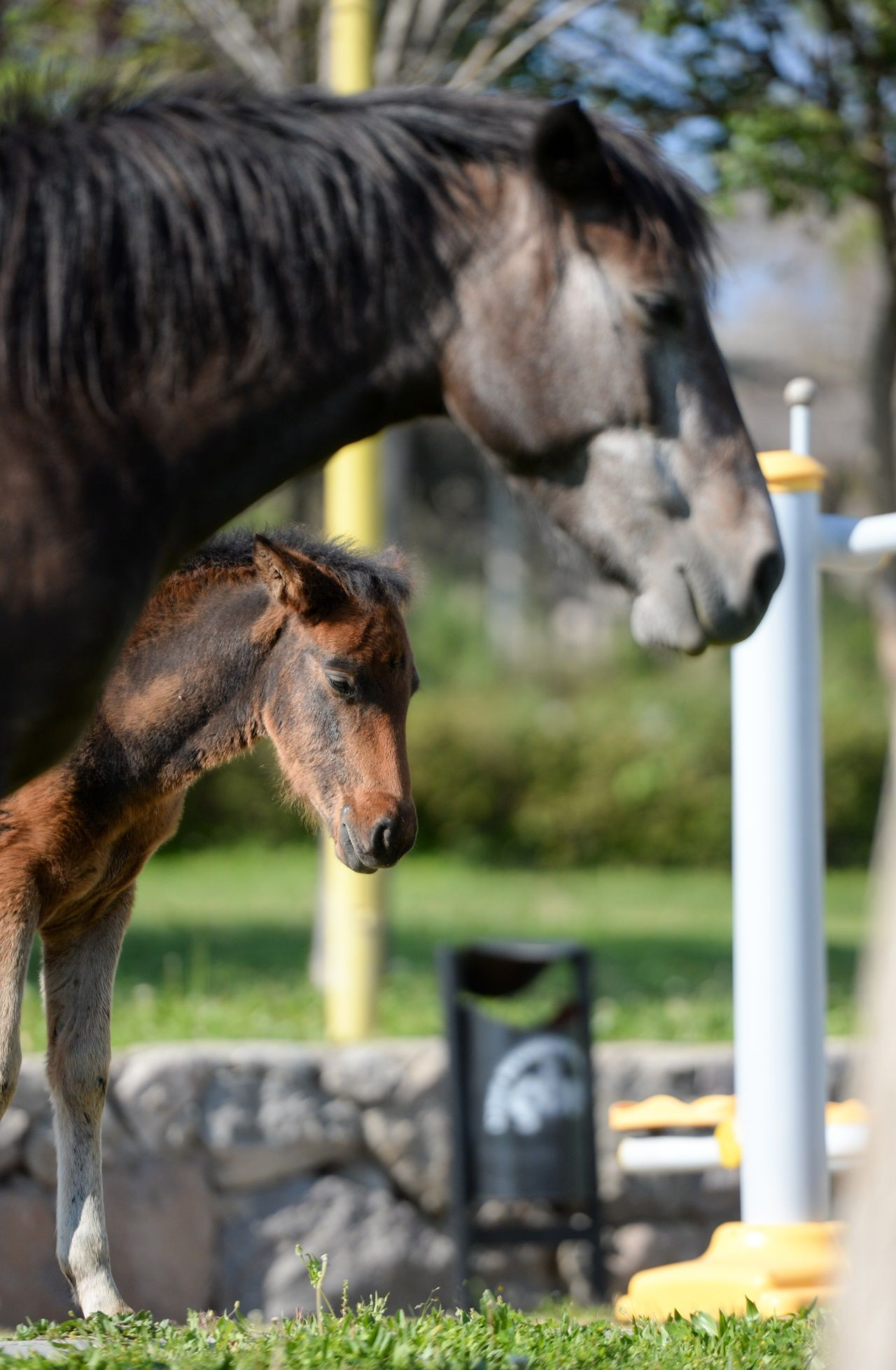 El ayak çekilince atlar parklara indi! - Sayfa 25