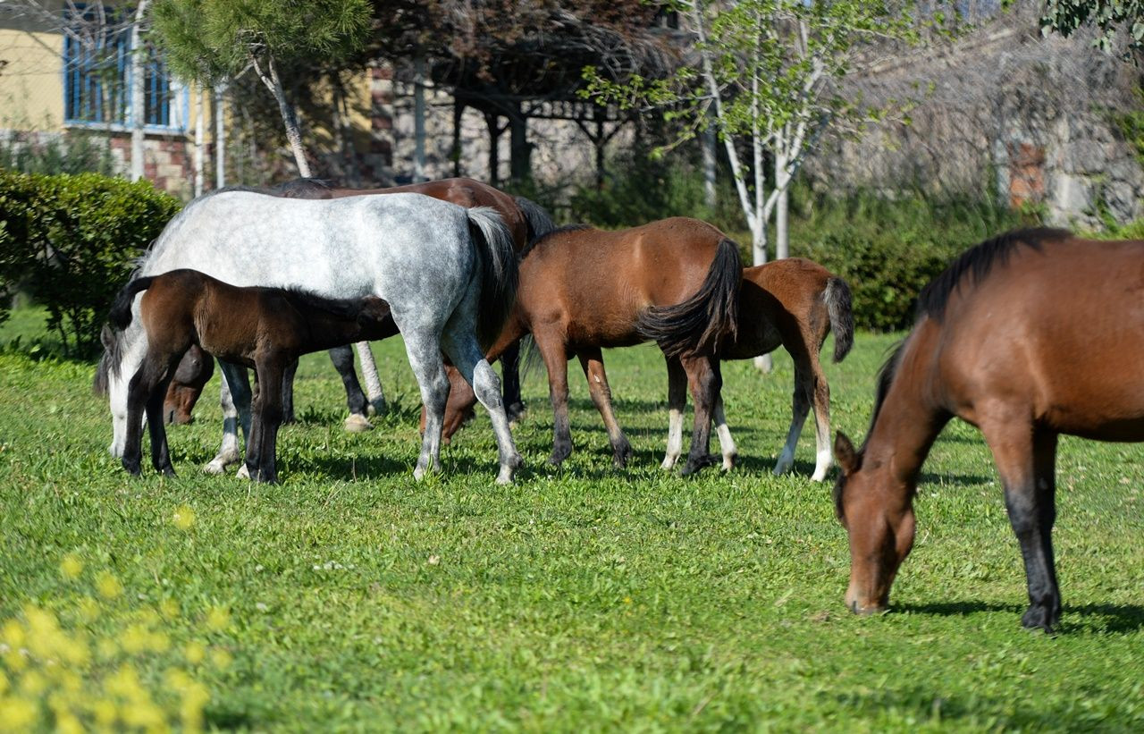 El ayak çekilince atlar parklara indi! - Sayfa 26