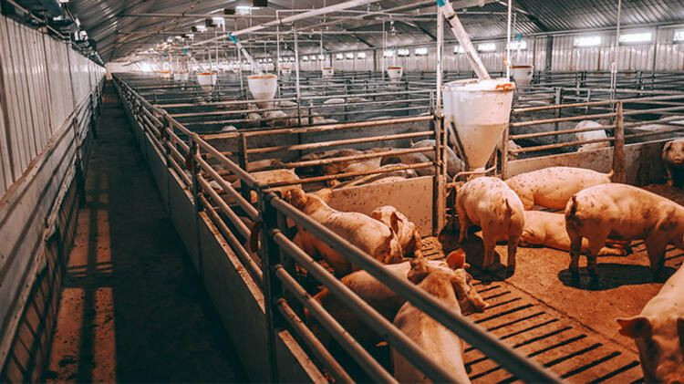 Wuhan'daki enstitünün finansörü ABD... Yer yerinden oynayacak! Gizli belgeler ortaya saçıldı - Sayfa 16