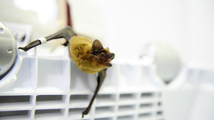 Çinli gazeteci gerçeği ortaya çıkardı! Koronavirüsü çözen bilim insanı susturuldu - Sayfa 7