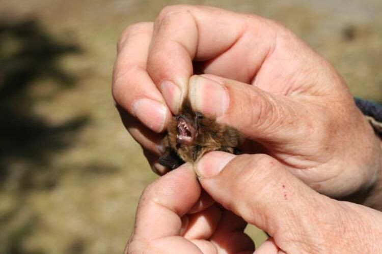 Çinli gazeteci gerçeği ortaya çıkardı! Koronavirüsü çözen bilim insanı susturuldu - Sayfa 26