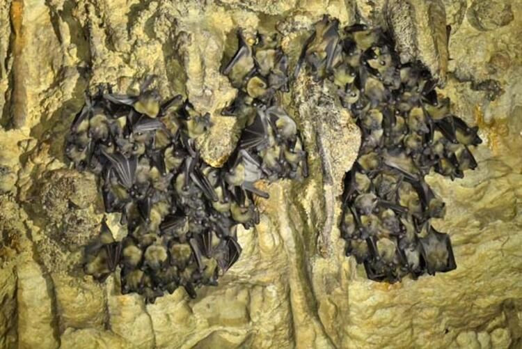 Çinli gazeteci gerçeği ortaya çıkardı! Koronavirüsü çözen bilim insanı susturuldu - Sayfa 9