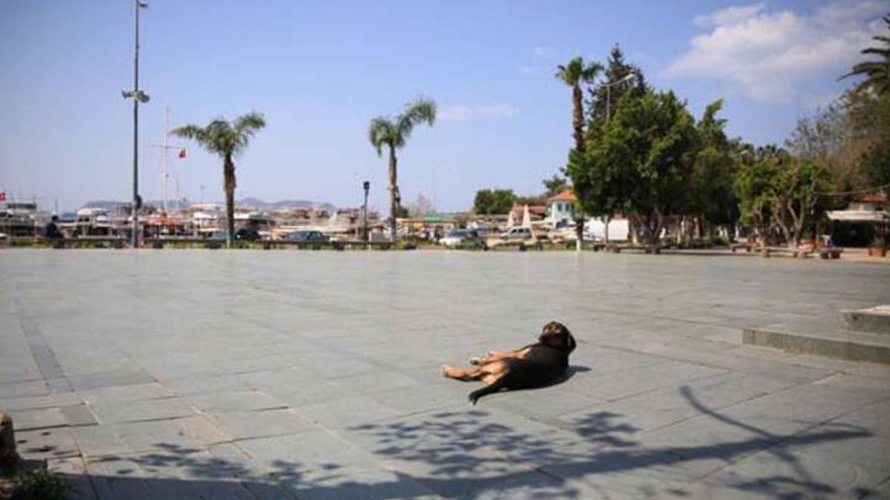 Son dakika... Koronavirüse rastlanmayan Kaş'ın sırrı: İki kural! - Sayfa 10