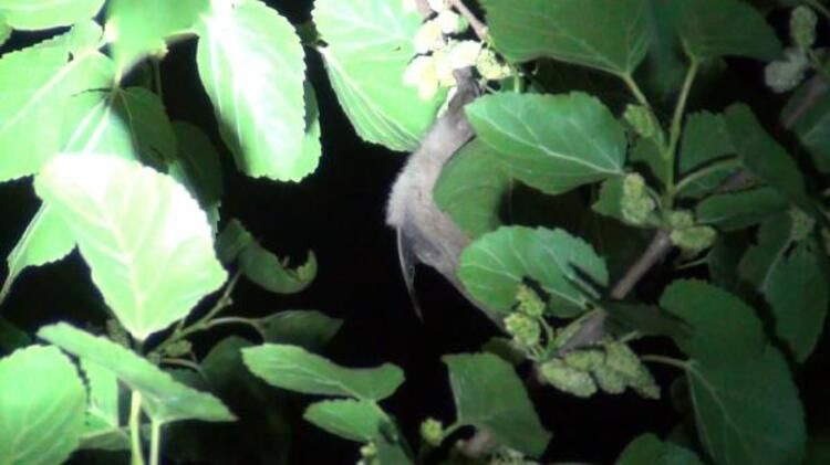 O şehrimizi yarasa bastı! Büyük panik... - Sayfa 5