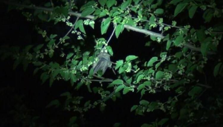 O şehrimizi yarasa bastı! Büyük panik... - Sayfa 6