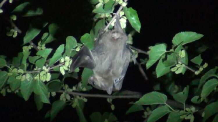 O şehrimizi yarasa bastı! Büyük panik... - Sayfa 7